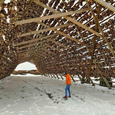 Drying cod in Lofoten, Norway